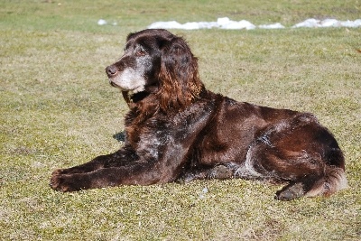 Die Alten sind doch einfach herrlich - Ukelei ist 15 Jahre und immer noch fit