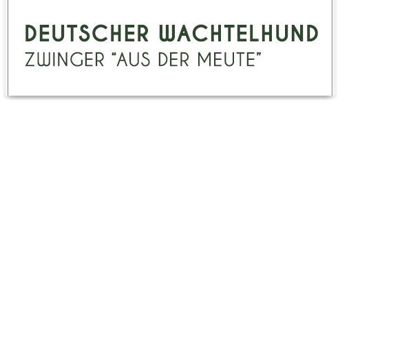 Deutscher Wachtelhund - Zwinger aus der Meute